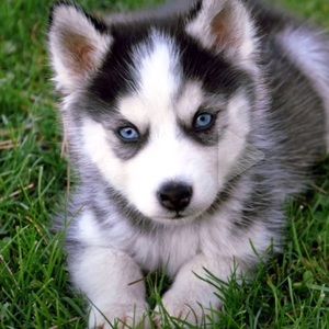 Meet your Posher, Dontay